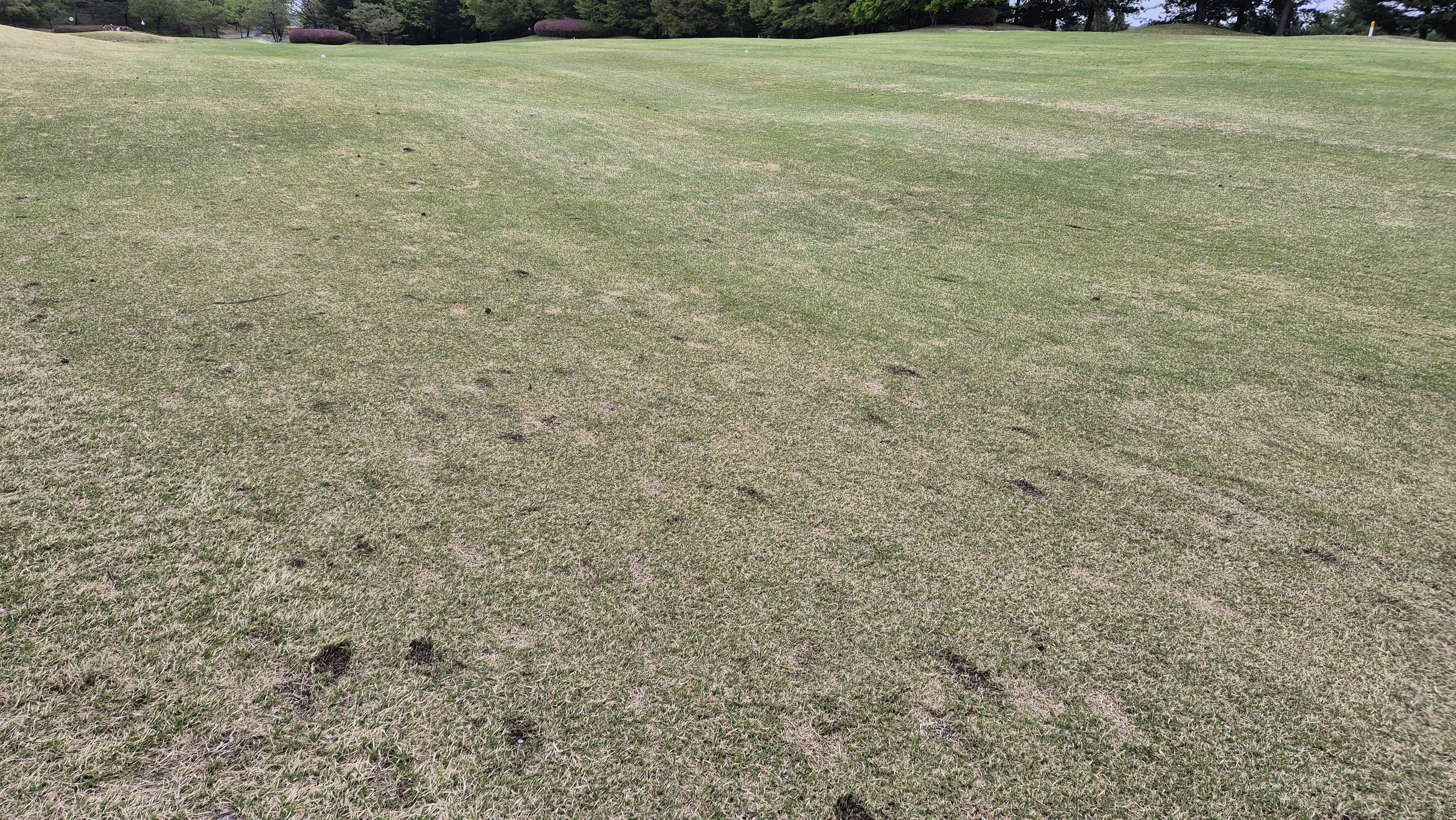 시그너스cc 코튼-라미 코스 난이도