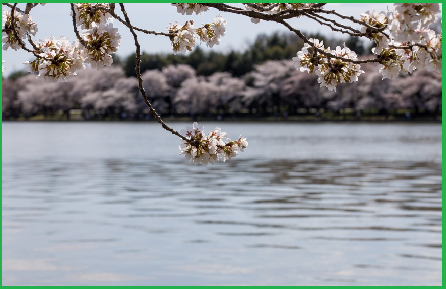 벚꽃놀이-아이템-준비물-추천