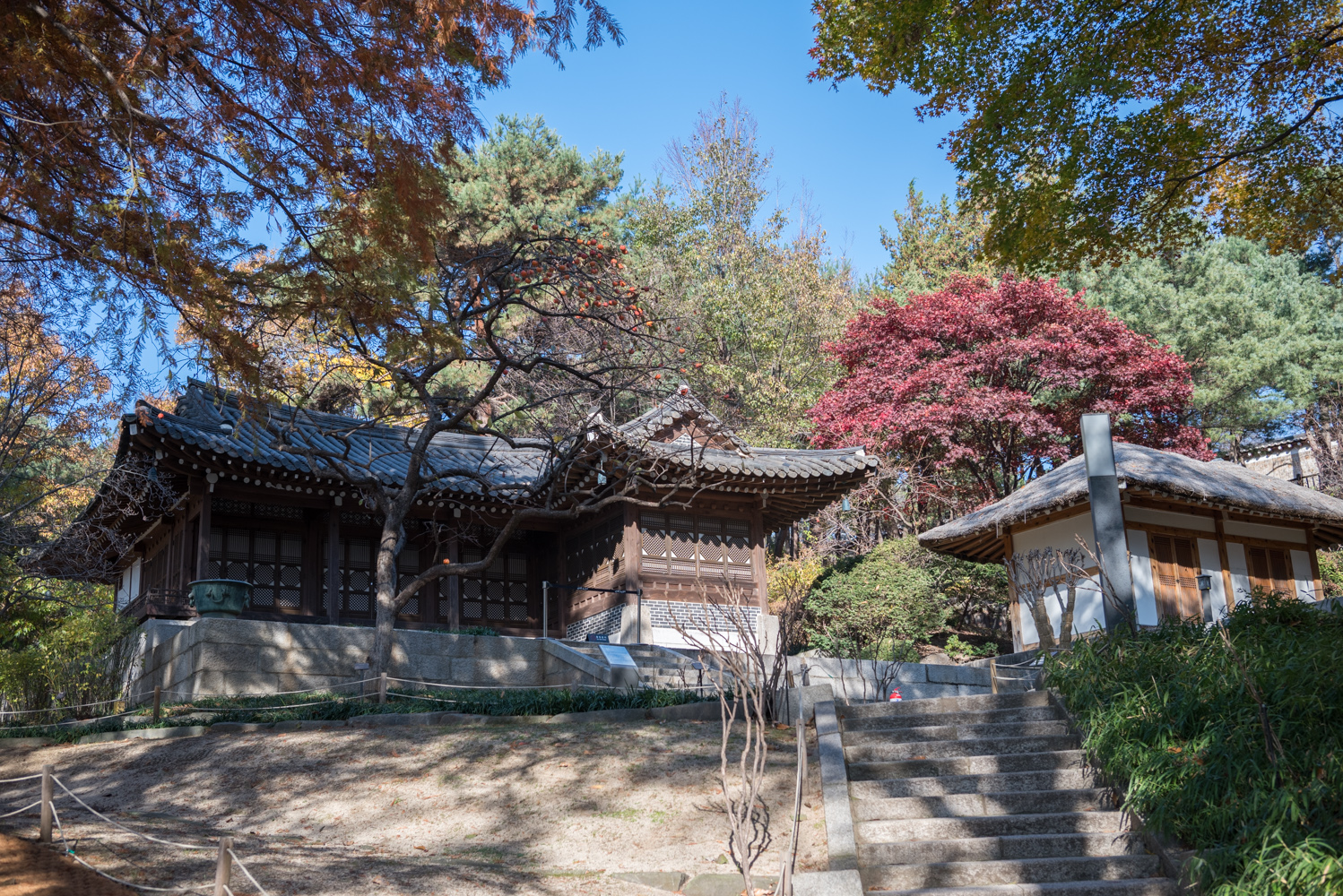 청와대 단풍