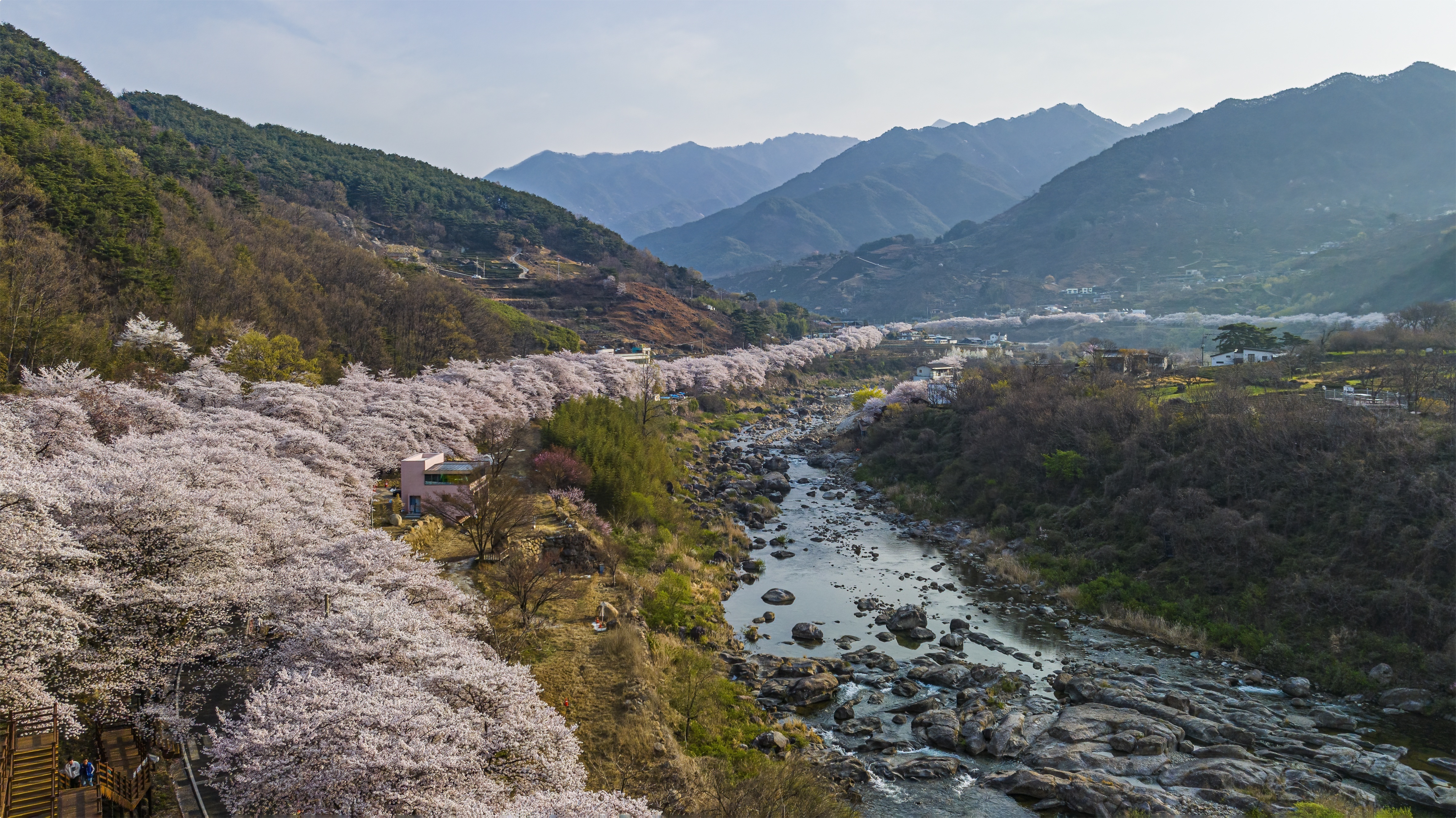 하동 십리벚꽃길 (경남 하동)