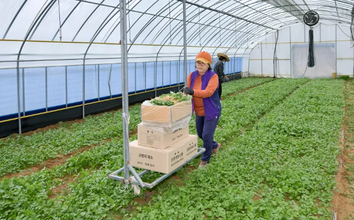 고수 재배 허브 키우기 상자 텃밭 통풍 관리_7