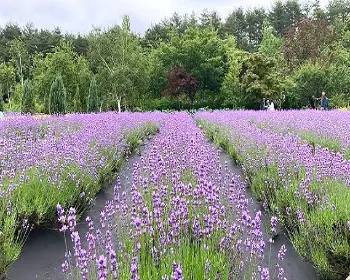 고성 라벤더 축제_6