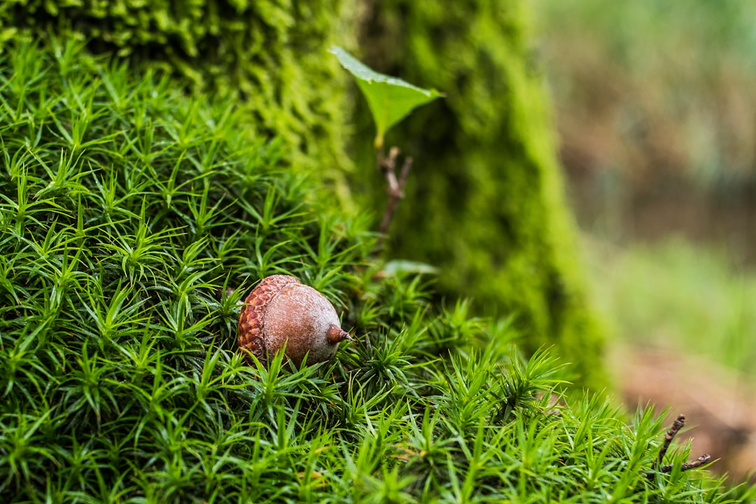 Acorn
