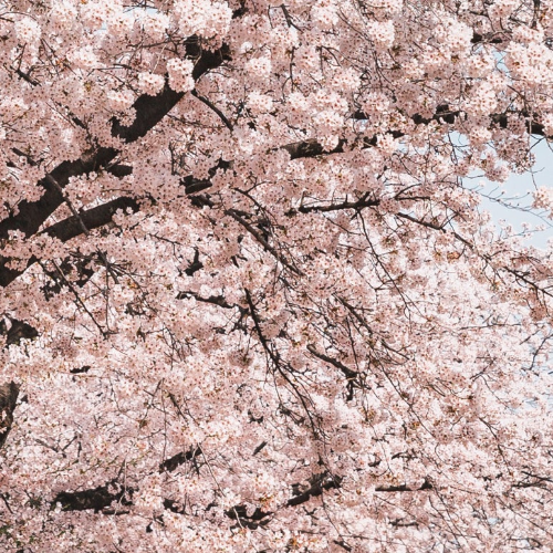 여의도 봄꽃축제
