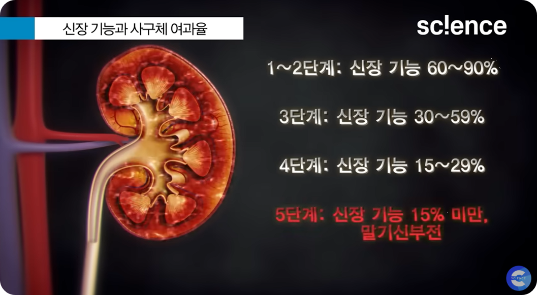 신장 기능