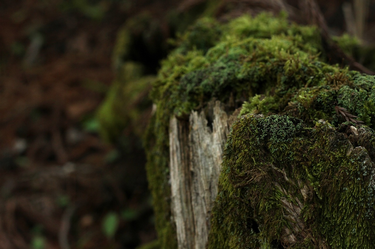 철원 두루웰 숲속문화촌