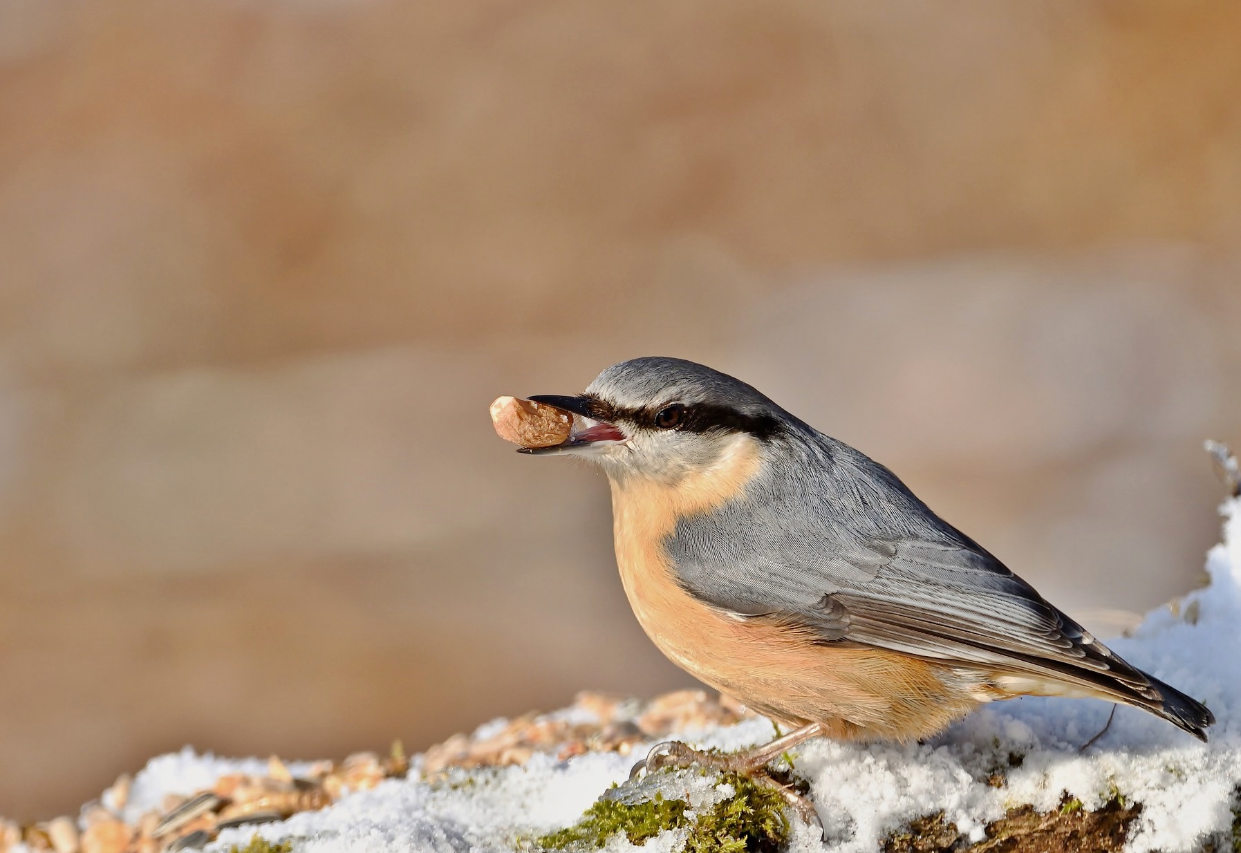 우리나라는 식량 자급률 20%? 국가적 식량 위기 대응책과 나의 준비