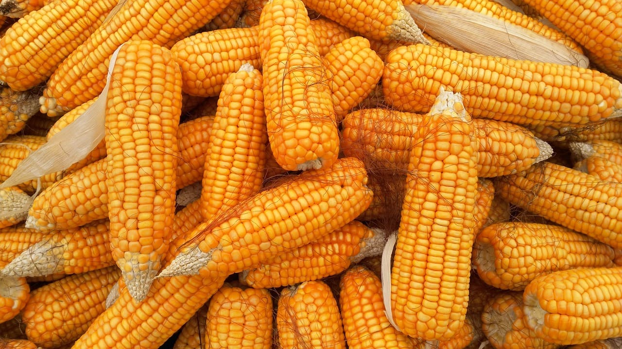 초당옥수수 삶는법 맛있게 찌는법 먹는법 보관방법
