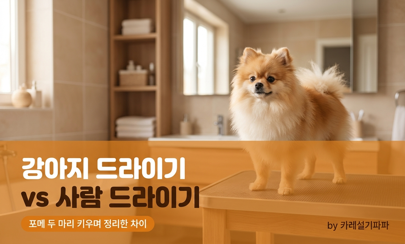 포메라니안 목욕 후 드라이