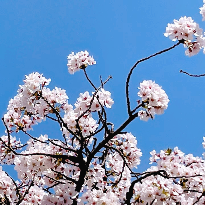 벚꽃