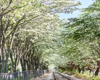 전주 이팝나무 철길_15