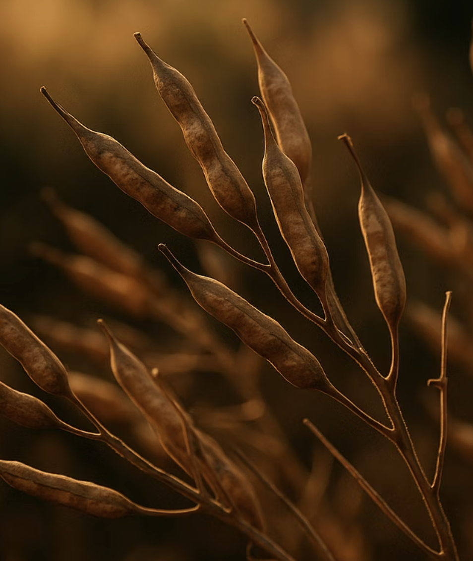 수확의 적기&amp;#44; 갈색으로 변할 때까지