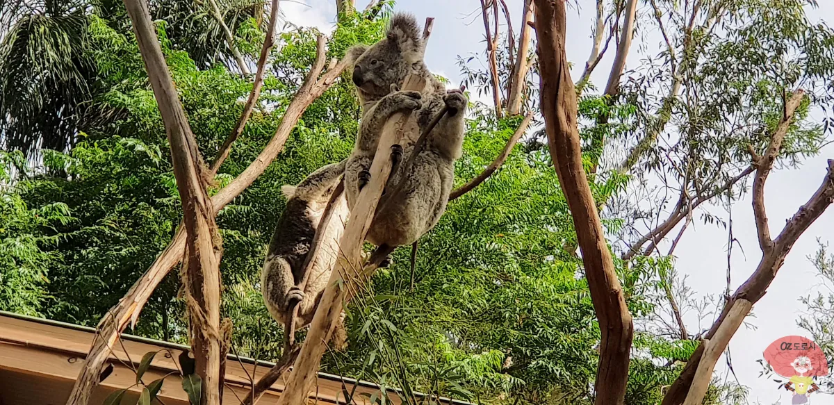 호주-시드니-근교여행-페더데일-야생동물원-코알라