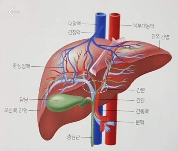 간에 좋은 음식 10가지와 간에 안좋은 음식