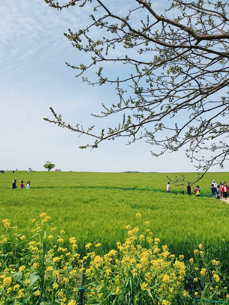 고창 청보리밭 축제