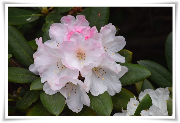 "진달래꽃" 나보기가 역겨워 가실 때에는 ... 봄을 알리는 분홍빛 향연!