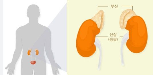 부신 호르몬 부족증상