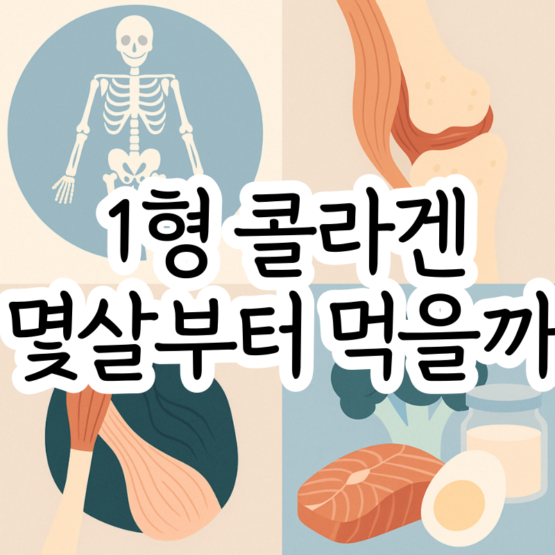 1형 콜라겐 효능, 섭취량과 복용 시기