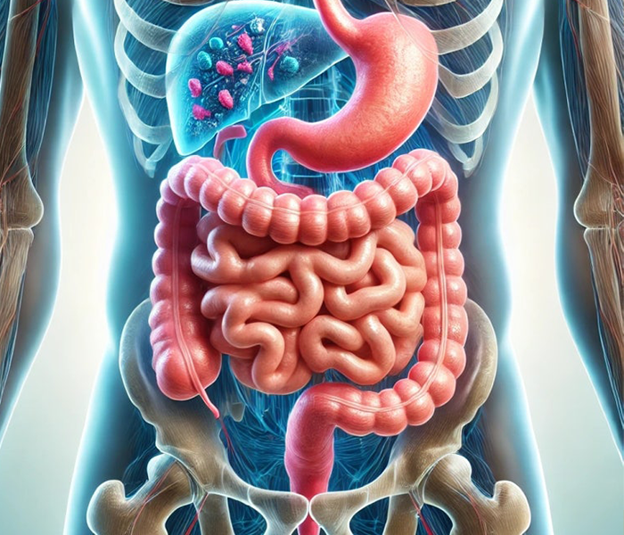 초석잠 효능 - 장건강개선