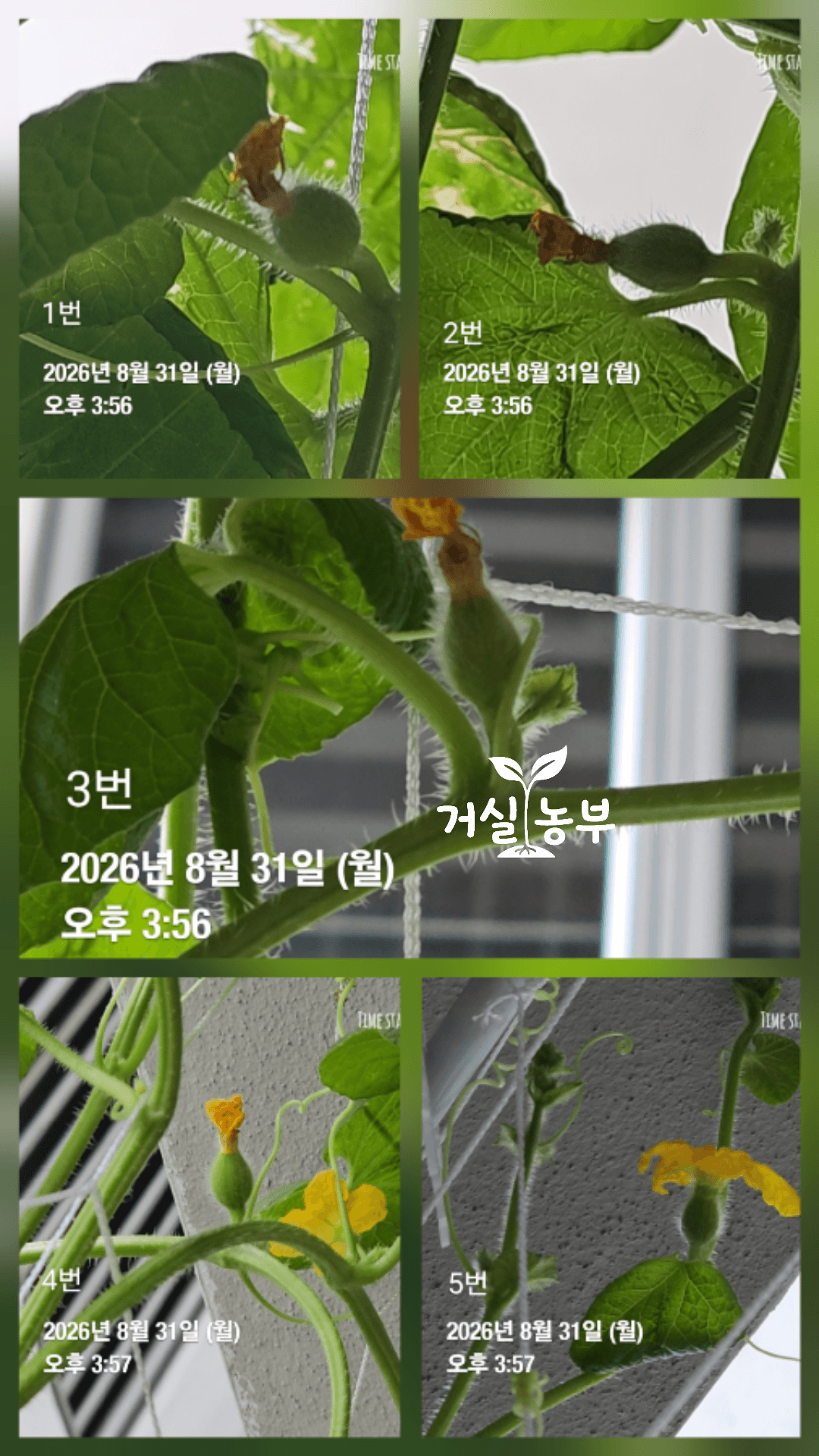 8월 31일 허니듀 암꽃과 씨방 5개를 번호별로 기록한 모습