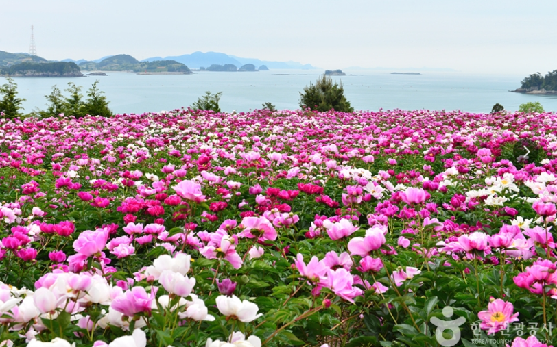 고흥 작약꽃밭