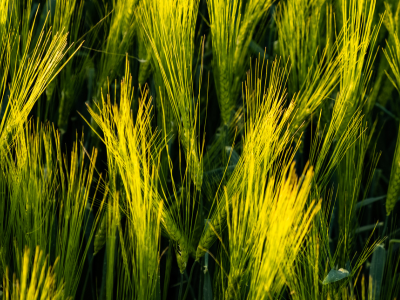 농지연금 조건 및 신청방법 수령액 총정리