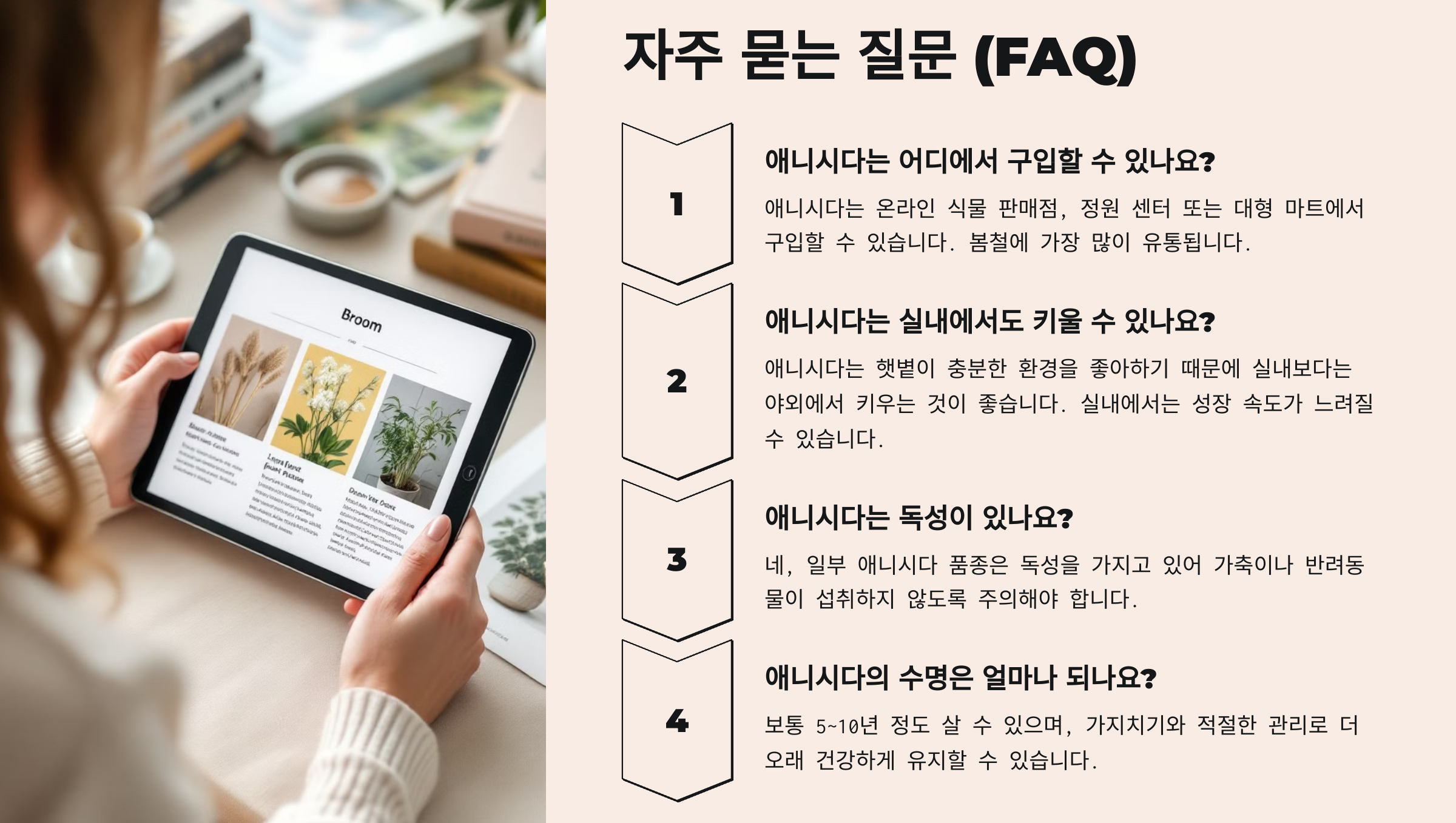 애니시다(금작화)
