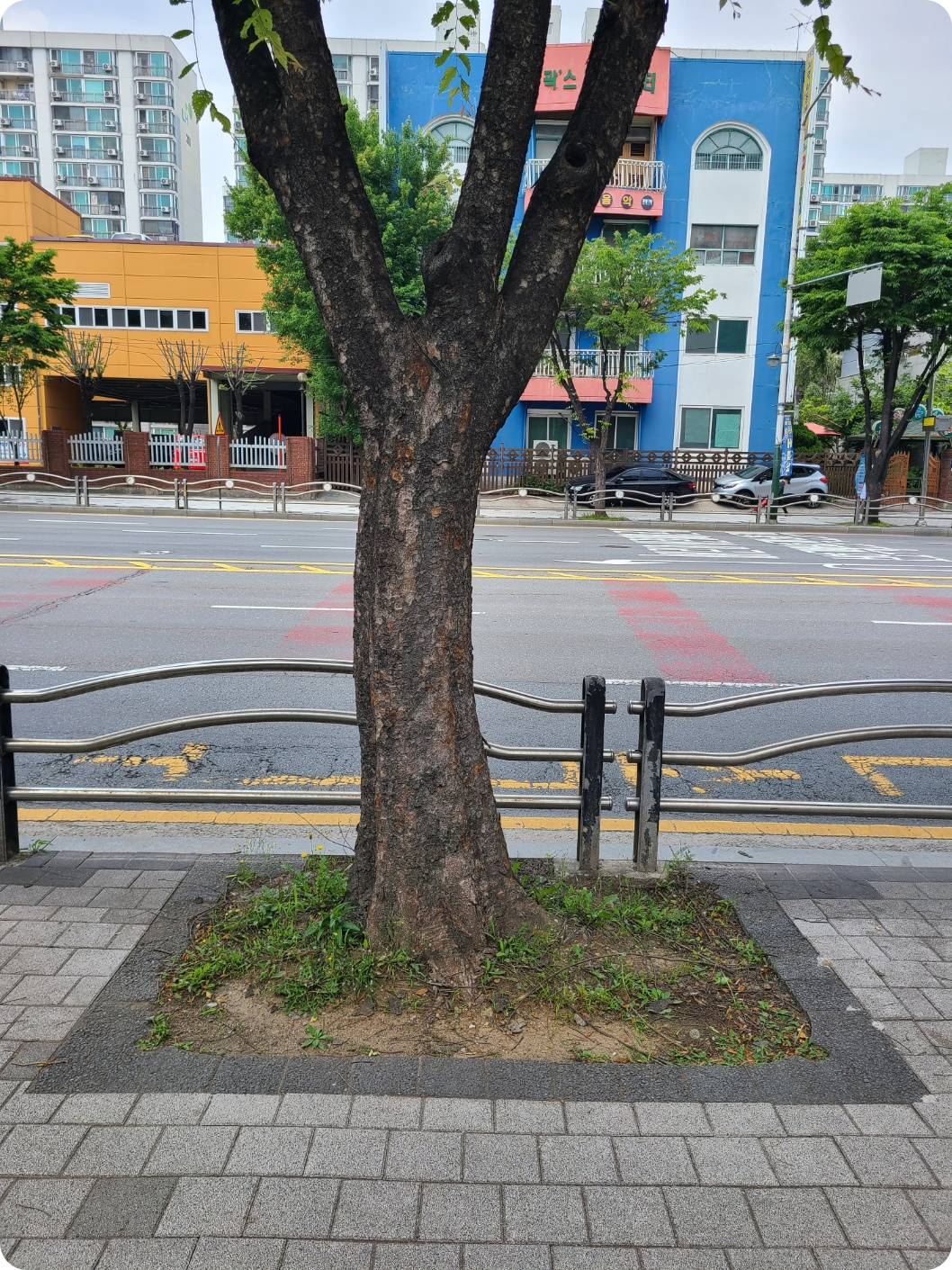 광명시 장수 가로수보호판