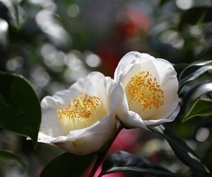 하얀 동백꽃 겨울에 피는 꽃