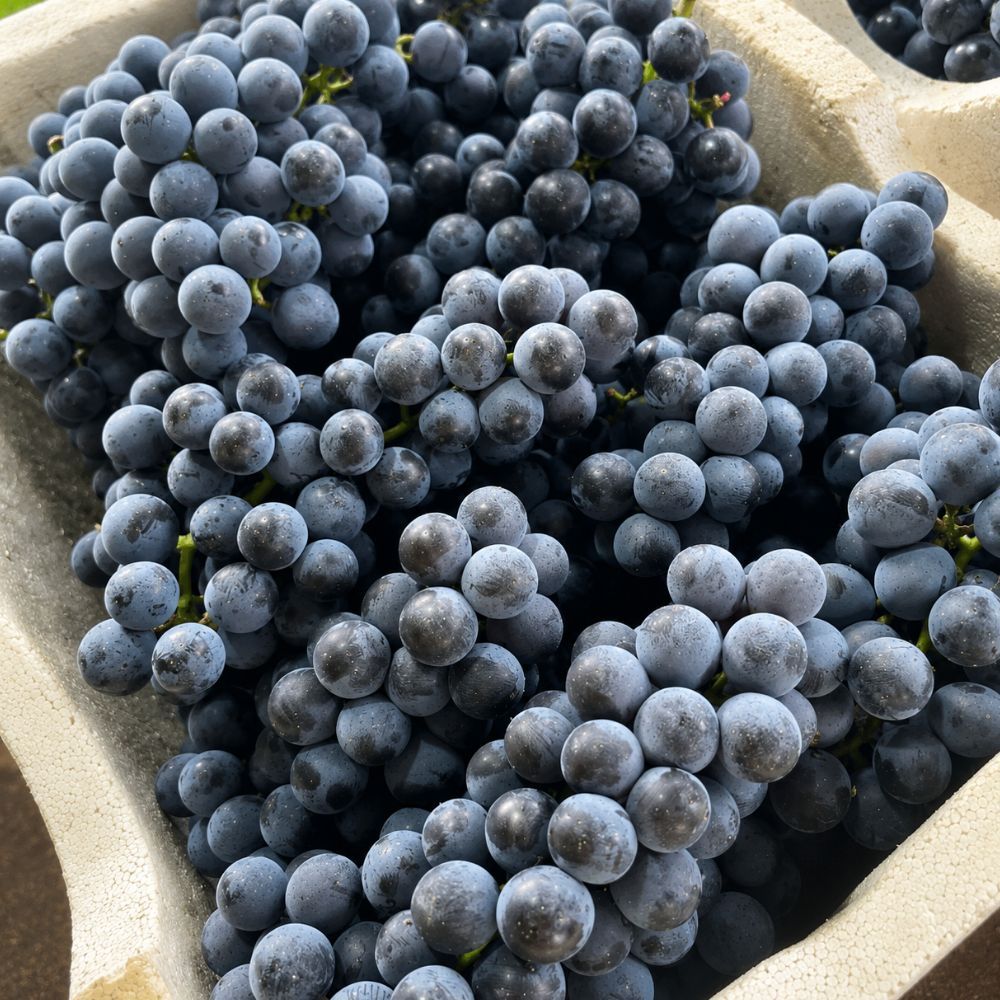 탐나유 캠벨포도, 3kg, 1개 | 토스쇼핑