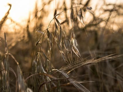 건강에 좋은 귀리