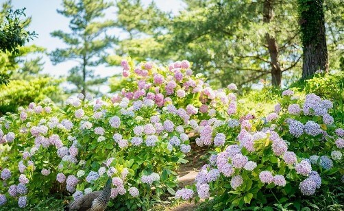 제주 한림공원 수선화 축제가 23년 1월 21일부터 2월 19일까지 제12회 수선화축제를 개최합니다. 1월부터 12월까지 365일 꽃을 관람할 수 있고 테마 별로 공간도 있어서 볼 거리가 많습니다.