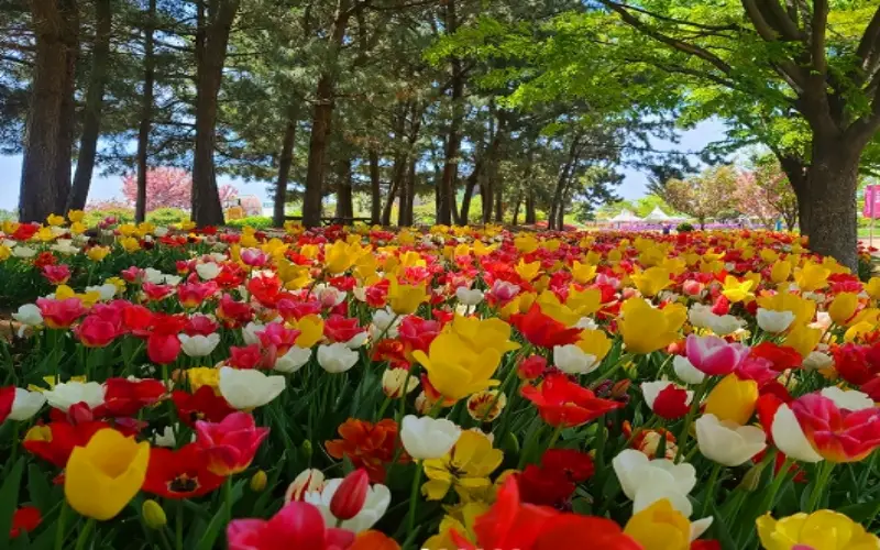 태안 튤립축제_8