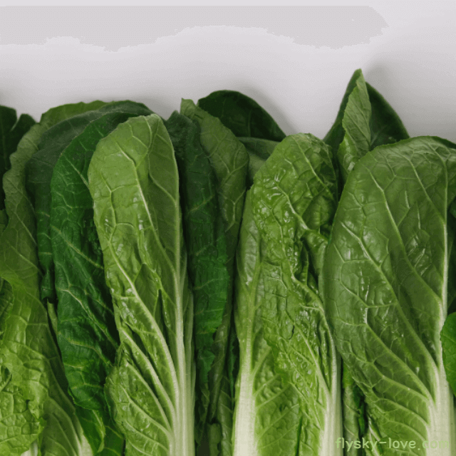 폐 건강에 좋은 얼갈이배추