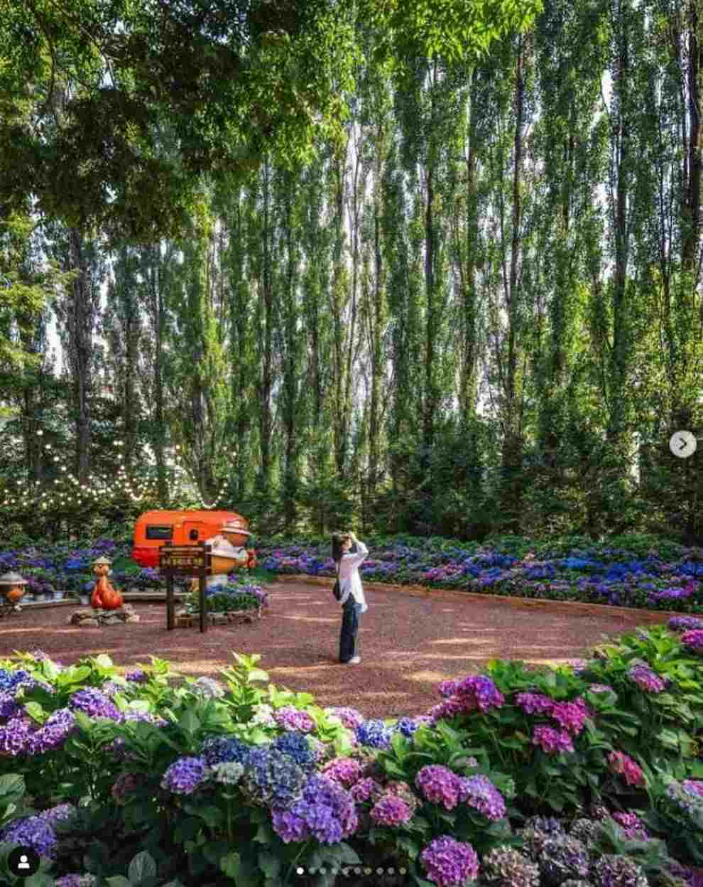 이월드 퍼플 아일랜드