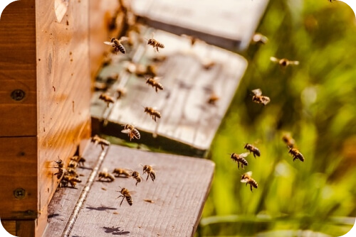 프로폴리스 부작용_약물 상호작용