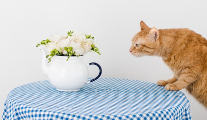 꽃과 고양이.