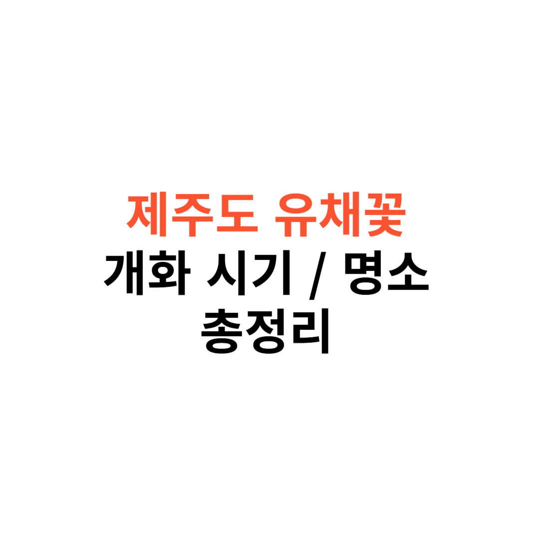 제주도 유채꽃