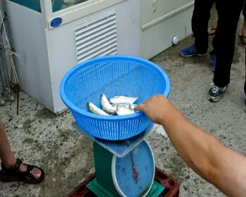 삼천포 전어축제_11