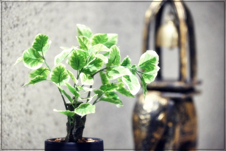 용문마사지의 화분과 식물