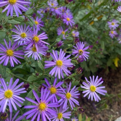 화담숲 가을 단풍축제