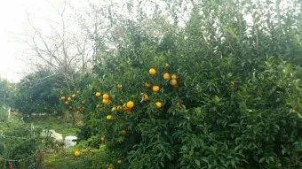 유자 재배 겨울 보온 방풍막 설치 염해 예방_8