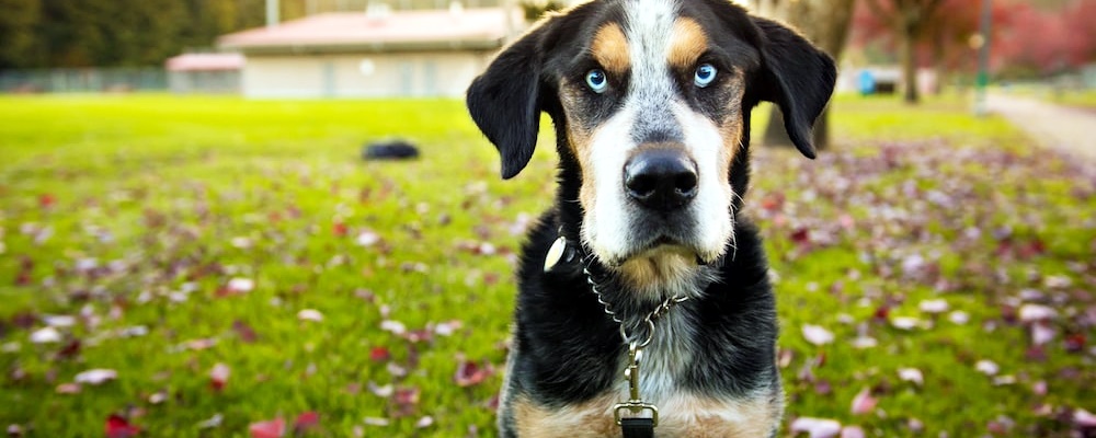 강아지 초콜릿 먹었을 때 대처방법 1