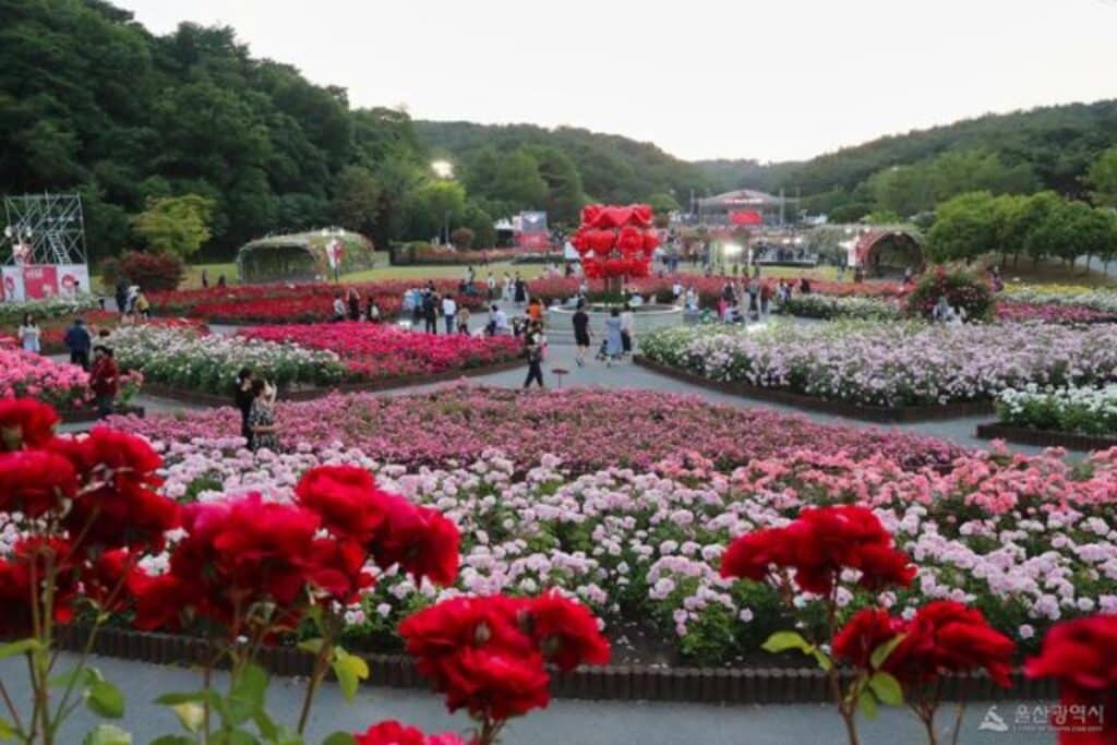 산대공원-장미축제