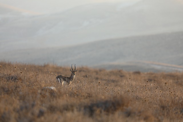 반려동물 등록 후 보험 가입
