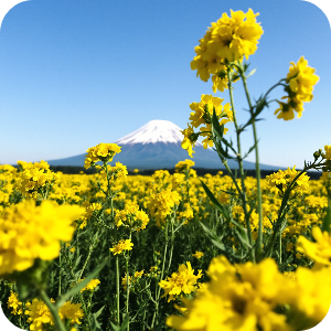 제주도 산방산 유채꽃 이미지