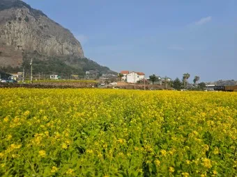 제주 유채꽃 개화 시기 봄 여행 필수 코스_23