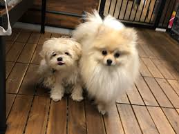 생활 행정증명서