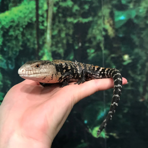 티놀자애니멀파크