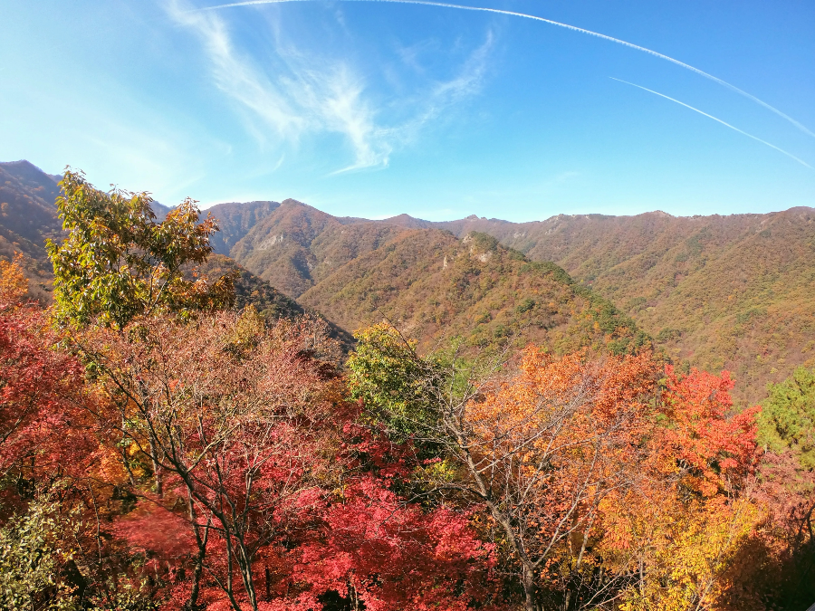 내장산 가을단풍 코스